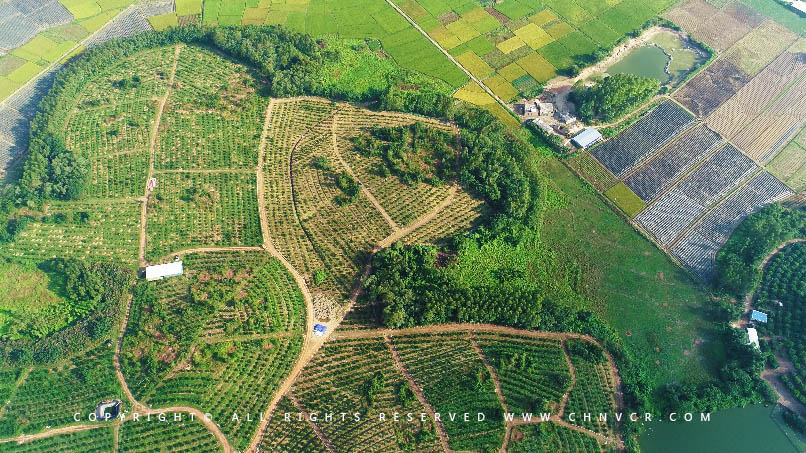 【全域分享】航拍中科富硒廉江紅橙基地，領(lǐng)略廉江紅橙生態(tài)種植