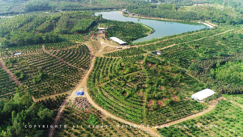 【全域分享】航拍中科富硒廉江紅橙基地，領(lǐng)略廉江紅橙生態(tài)種植