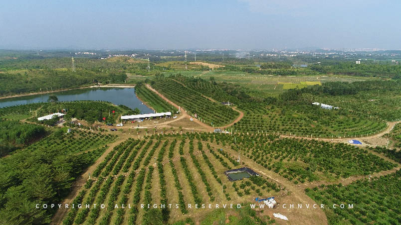 【全域分享】航拍中科富硒廉江紅橙基地，領(lǐng)略廉江紅橙生態(tài)種植