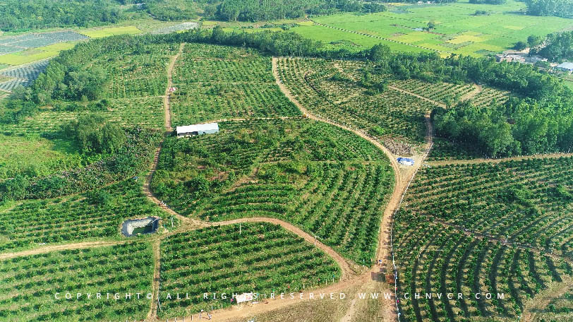 【全域分享】航拍中科富硒廉江紅橙基地，領(lǐng)略廉江紅橙生態(tài)種植