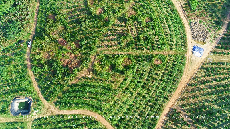 【全域分享】航拍中科富硒廉江紅橙基地，領(lǐng)略廉江紅橙生態(tài)種植